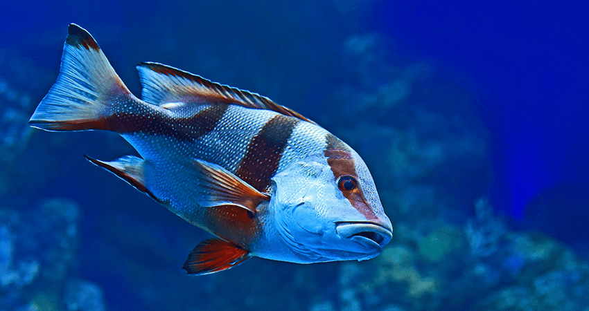 Blue and Pink Tang Fish