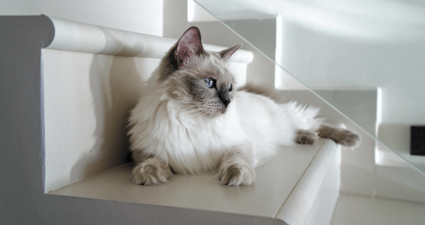 Breeder Ragdolls White cat