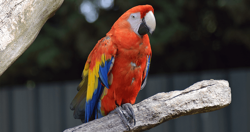 Macaw female with DNA