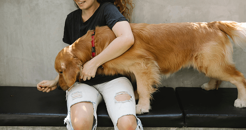 Golden Retriever puppy