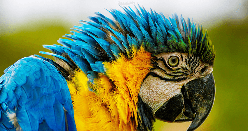 Macaw female with DNA