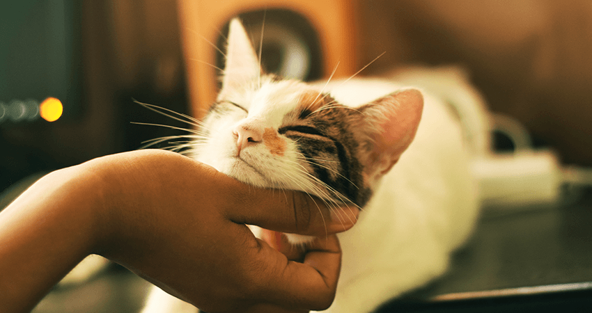 Adorable Persian Kitten